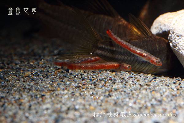 IMG_8320桔紅枝枒蝦虎Stiphodon surrufus