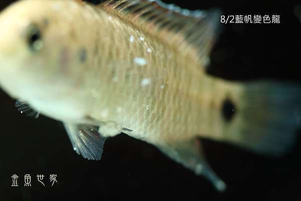 魚鰭邊緣的白色點點 魚類病毒感染 金魚世家部落格 痞客邦