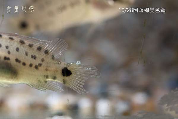 魚鰭邊緣的白色點點 魚類病毒感染 金魚世家部落格 痞客邦