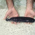 Sea Cucumber