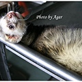 Ferret 04