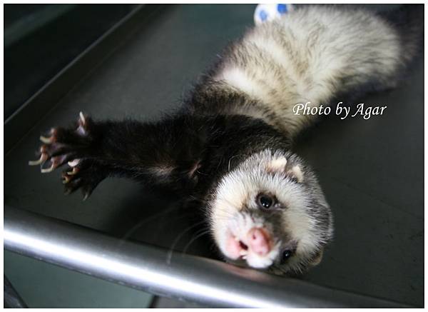 Ferret 07