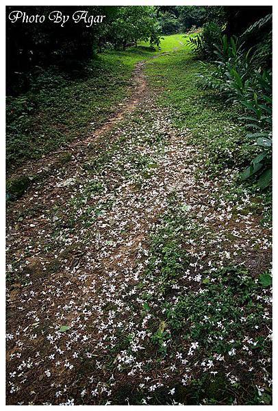 滿地桐花