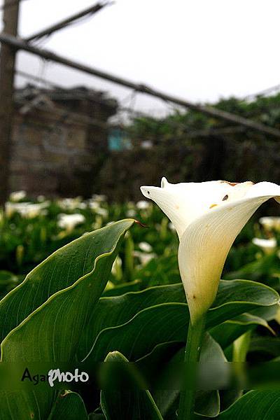 陽明山海芋