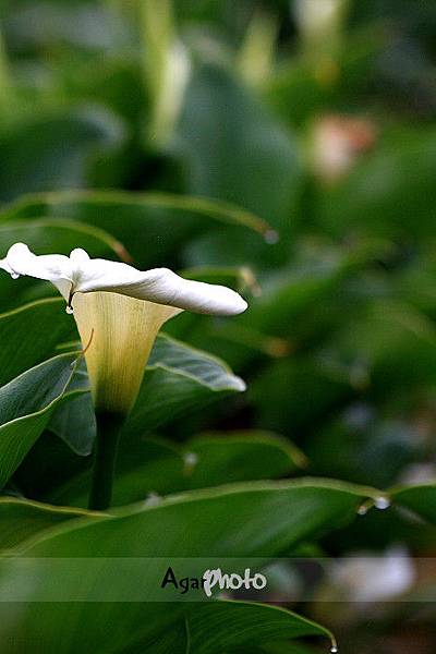 陽明山海芋