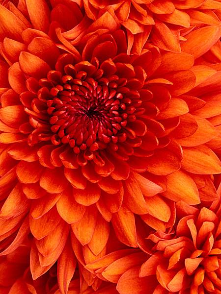 Chrysanthemum.jpg