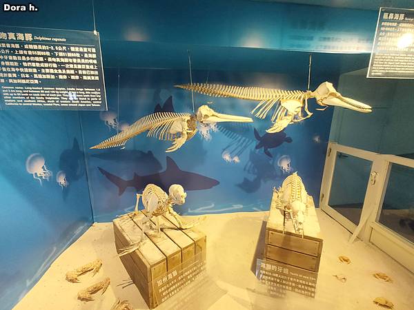 [遊記] 野柳海洋世界 水族館+海洋劇場篇 一不小 