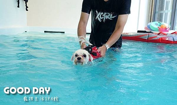 全台最大寵物游泳平台🐕 教練一對一陪同-Good Dog寵物