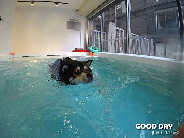 竹北GoGo狗狗水世界の全台最大寵物游泳池-Good Dog