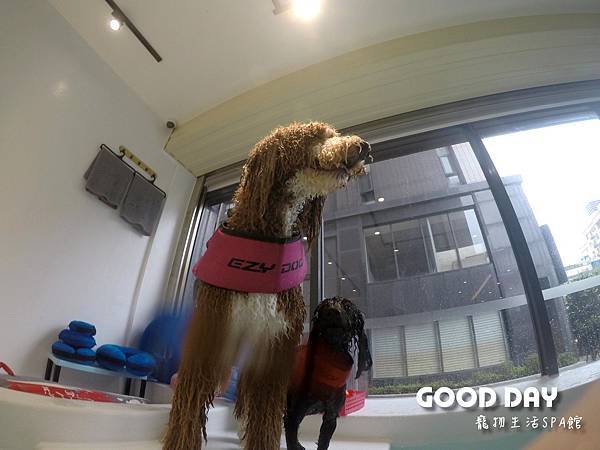 竹北GoGo狗狗水世界の全台最大寵物游泳池-Good Dog