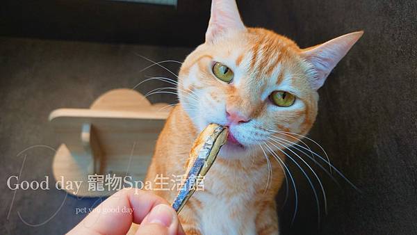 竹北/新竹CP值高的歐式風格貓旅館❤貓咪來玩Good day