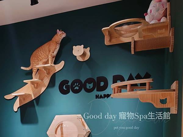 竹北/新竹CP值高的歐式風格貓旅館❤貓咪來玩Good day