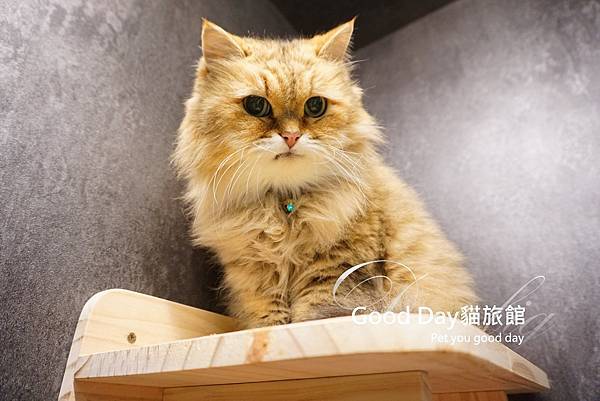 貓咪住宿｜竹北市『𝑮𝒐𝒐𝒅 𝑫𝒂𝒚-貓旅館』Cat Hote