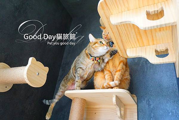 貓咪住宿｜竹北市『𝑮𝒐𝒐𝒅 𝑫𝒂𝒚-貓旅館』Cat Hote