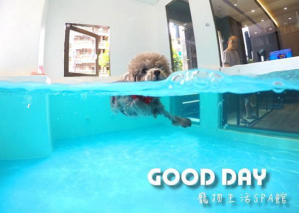 GOOD DAY寵物生活館 - 寵物游泳&旅館