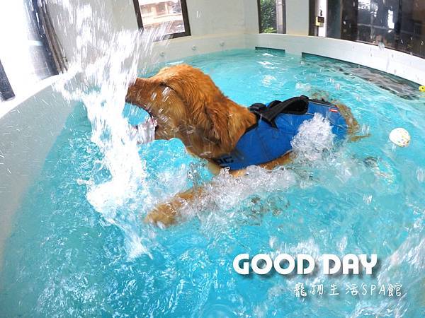 游泳池、美容為寵物打造的幸福旅館，竹北寵物生活館GOOD D
