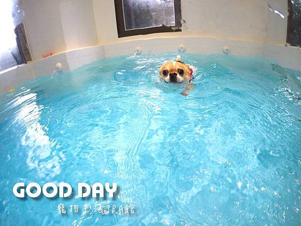 全新竹最厲害的超大狗狗室內泳池#GOOD DAY狗狗泳池會館