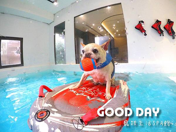 全新竹最厲害的超大狗狗室內泳池#GOOD DAY狗狗泳池會館
