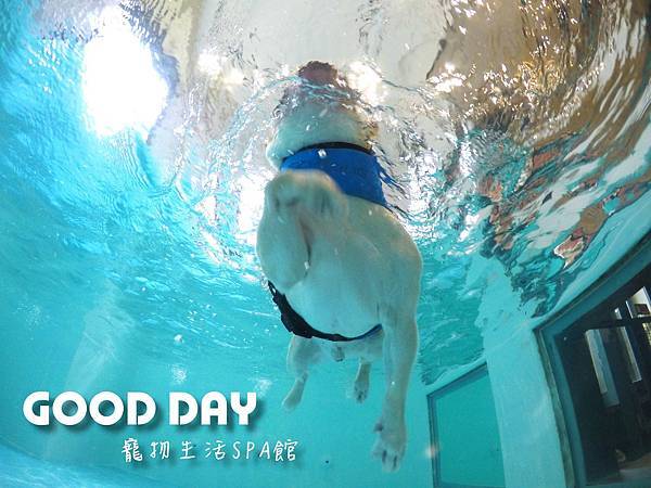 全新竹最厲害的超大狗狗室內泳池#GOOD DAY狗狗泳池會館