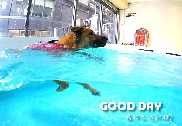 雨天也能去的室內溫水池全集結！ | 寵物泳池、狗狗游泳池-G
