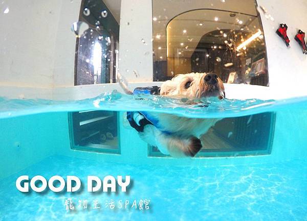 雨天也能去的室內溫水池全集結！ | 寵物泳池、狗狗游泳池-G