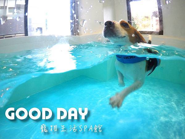 寵物游泳│竹北GOOD DAY寵物生活館~適合大小型犬的室內