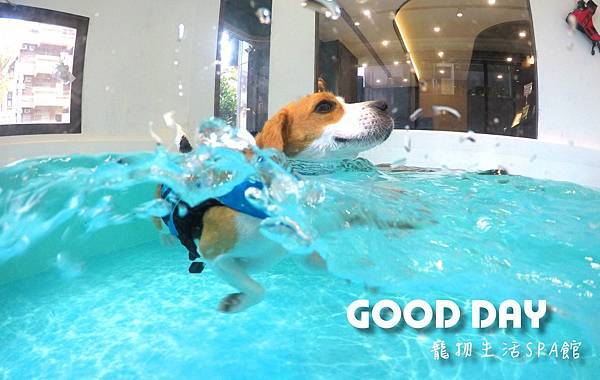 寵物游泳│竹北GOOD DAY寵物生活館~適合大小型犬的室內