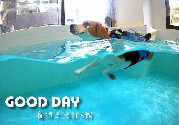 寵物游泳│竹北GOOD DAY寵物生活館~適合大小型犬的室內