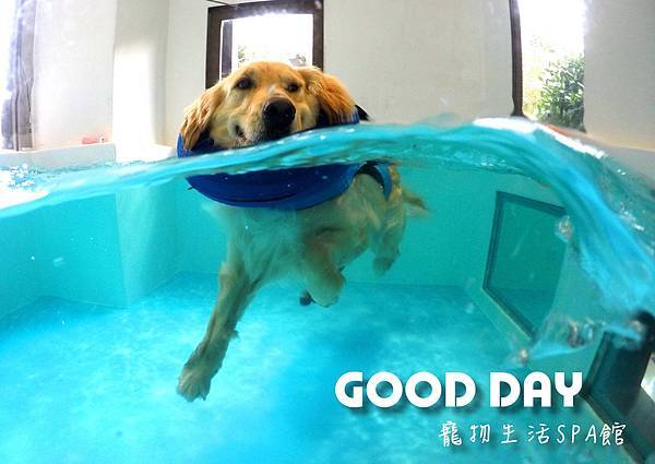 寵物泳池- 美容、毛小孩住宿｜GOOD DAY寵物生活館| 