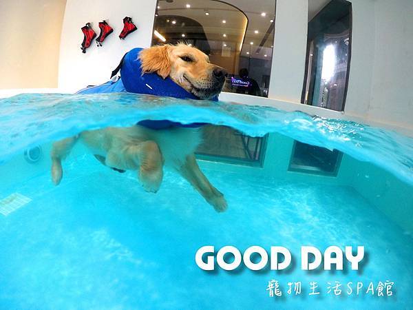 寵物泳池- 美容、毛小孩住宿｜GOOD DAY寵物生活館| 