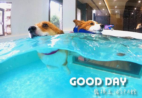[新竹竹北/寵物游泳]GOOD DAY生活館。毛孩專屬游泳池