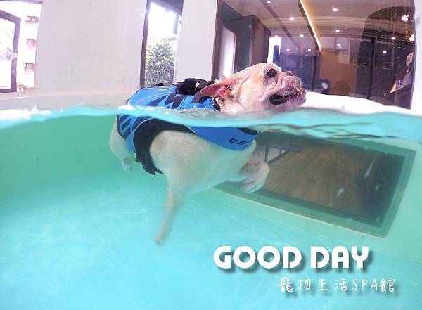 新竹狗狗游泳GOOD DAY生活館~適合大小型犬的游泳池