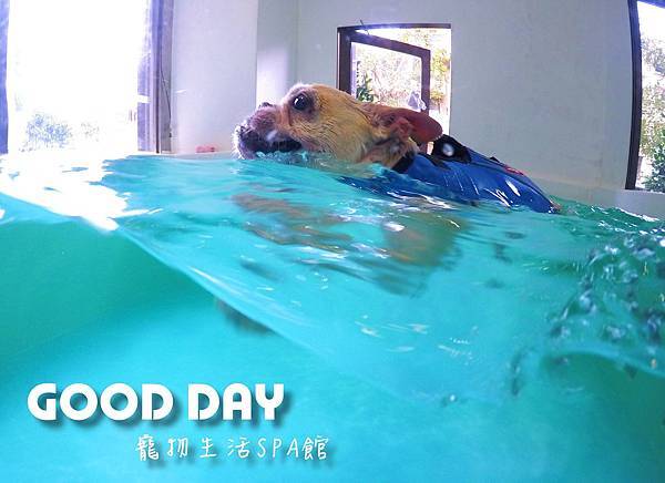 新竹狗狗游泳GOOD DAY生活館~適合大小型犬的游泳池