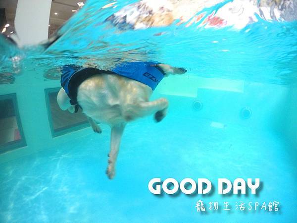 新竹狗狗游泳GOOD DAY生活館~適合大小型犬的游泳池