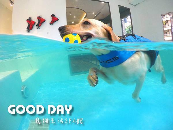 新竹狗狗游泳GOOD DAY生活館~適合大小型犬的游泳池