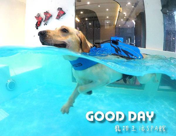 新竹狗狗游泳GOOD DAY生活館~適合大小型犬的游泳池