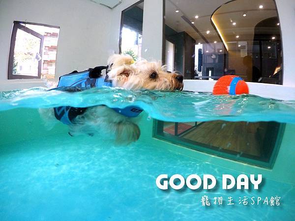 新竹寵物游泳池夏日大作戰GOOD DAY