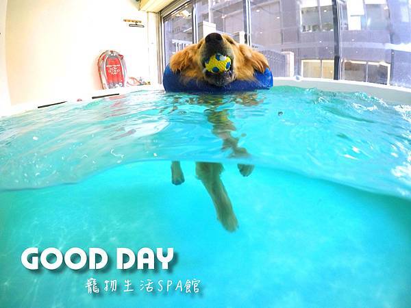 新竹寵物游泳池夏日大作戰GOOD DAY