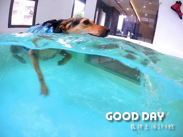 全台狗狗寵物游泳池推薦，毛孩夏日消暑玩水趣！GOOD DAY