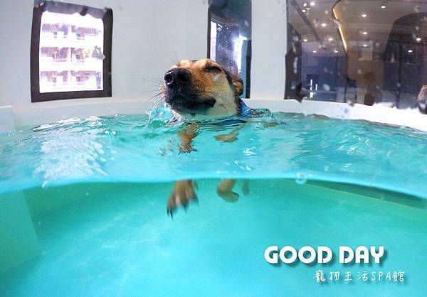 全台狗狗寵物游泳池推薦，毛孩夏日消暑玩水趣！GOOD DAY