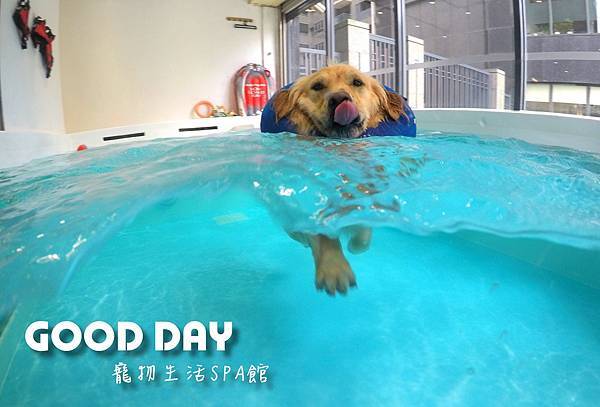 來GOOD DAY留下美好的回憶吧~~！！ #寵物游泳樂園#
