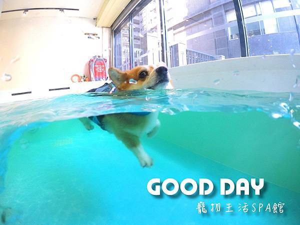 新竹寵物友善。寵愛游泳。快樂狗旅館。全方位為毛孩貼心照顧GO