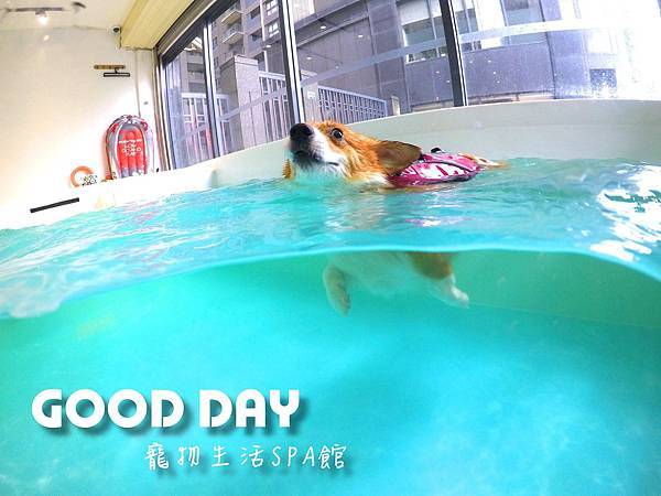 新竹寵物友善。寵愛游泳。快樂狗旅館。全方位為毛孩貼心照顧GO