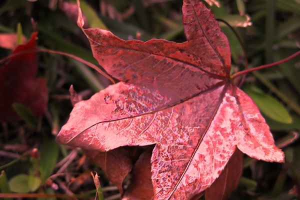 maple leaf (23-1) 4x6