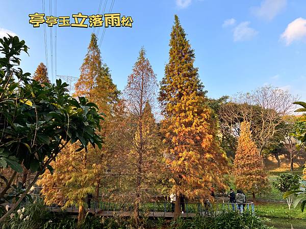 落雨松的邂逅