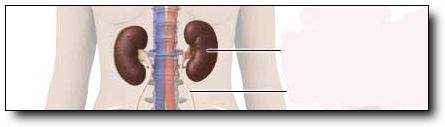 Urinary_System_427x240.jpg Urinary_System_427x240.jpg