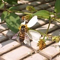 鬼針草花上的蜜蜂