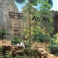 大貓熊安安（台北動物園也有一隻小貓熊叫安安，不過是母的）