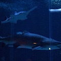 鯊魚館：大白鯊和 saw shark