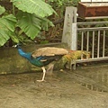 生態鳥園，步道上撞見藍孔雀